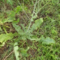 Launaea intybacea (Jacq.) Beauverd